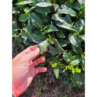 Lune Tea - Miyabi Matcha 30g