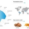 KAWA ZIARNISTA BAZZARA PIACEREPURO 1KG - obrazek 3